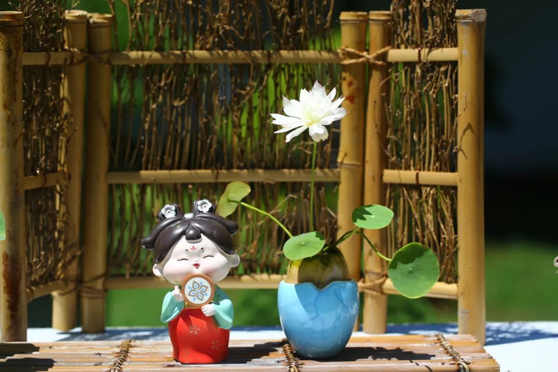 全程图解碗莲的种植方法