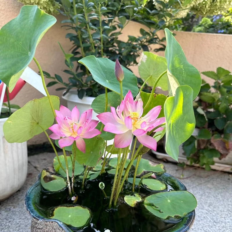 全程图解碗莲的种植方法