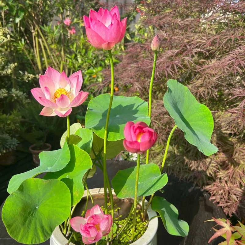 全程图解碗莲的种植方法