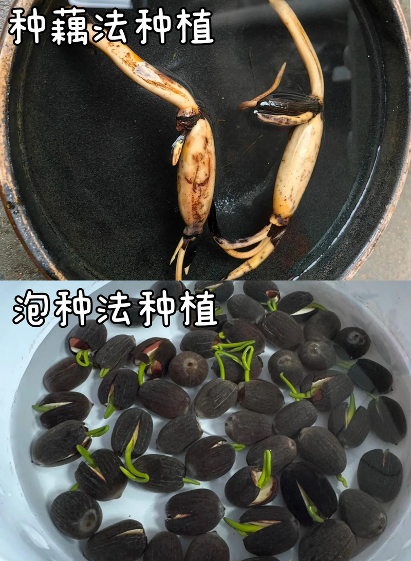 全程图解碗莲的种植方法
