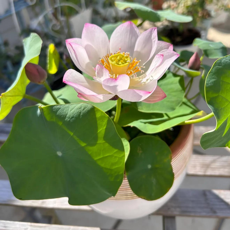 全程图解碗莲的种植方法