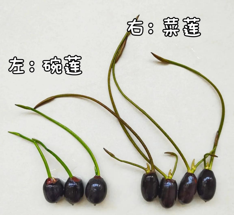 全程图解碗莲的种植方法