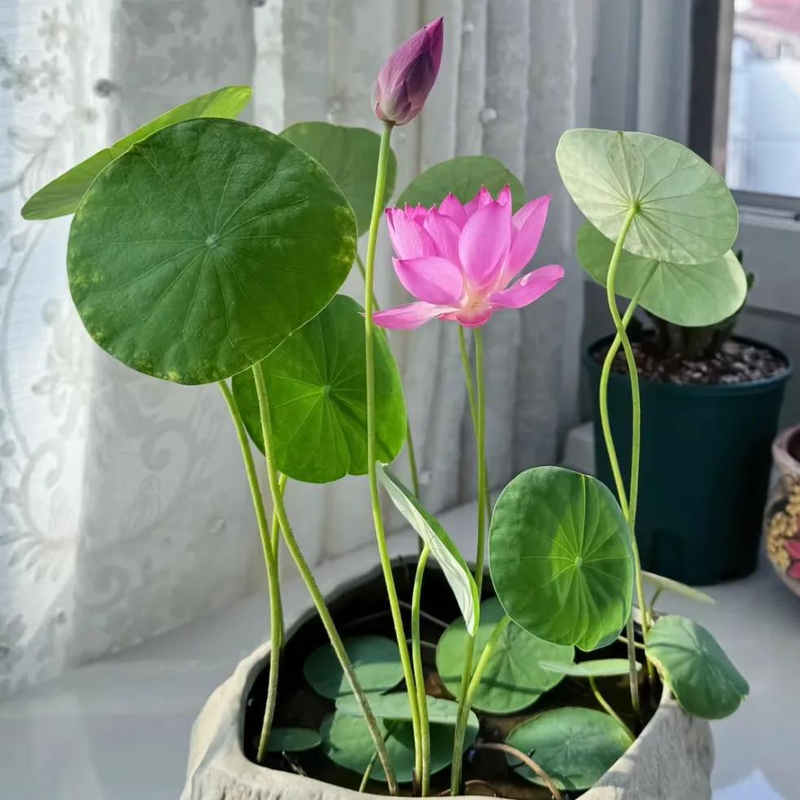 全程图解碗莲的种植方法