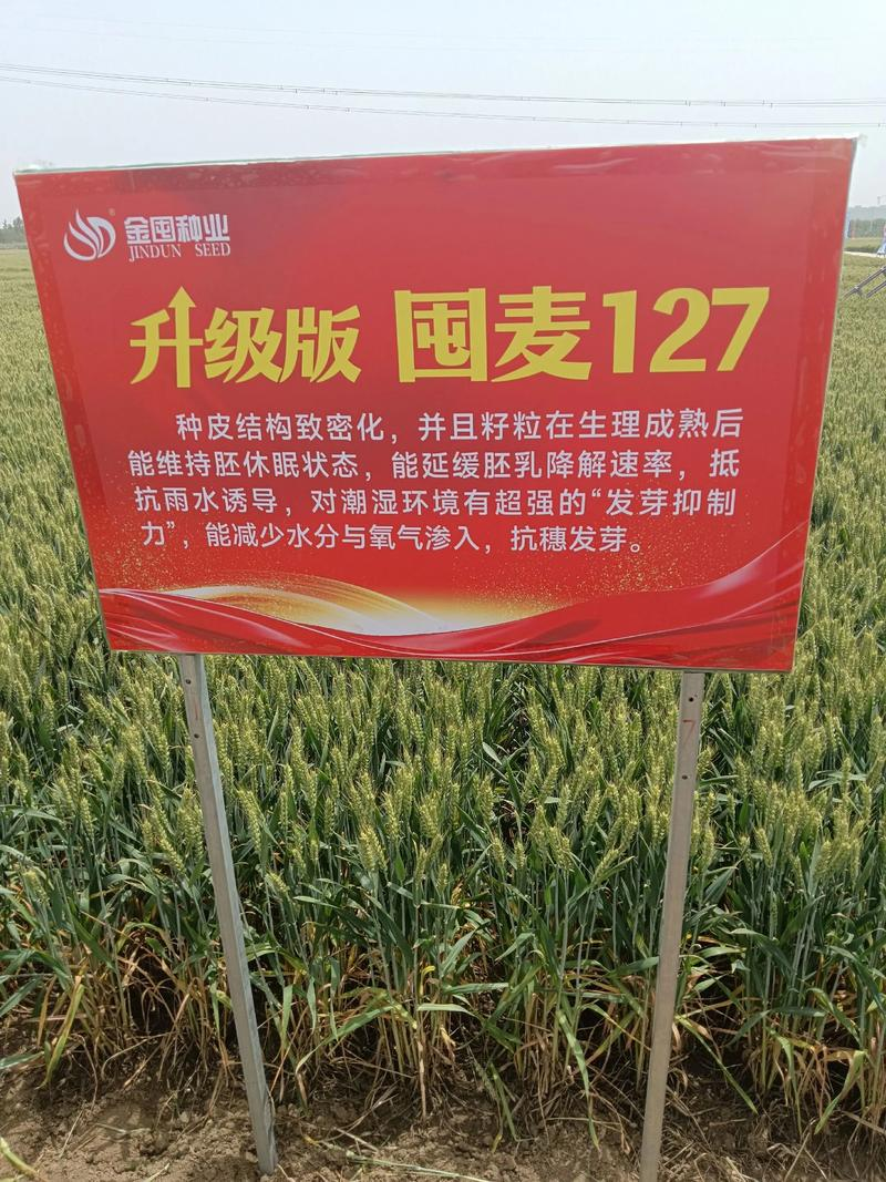 陕西小麦种植技术