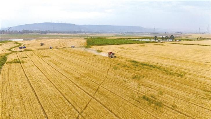 陕西小麦种植技术
