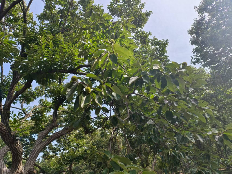 山东猕猴桃种植技术