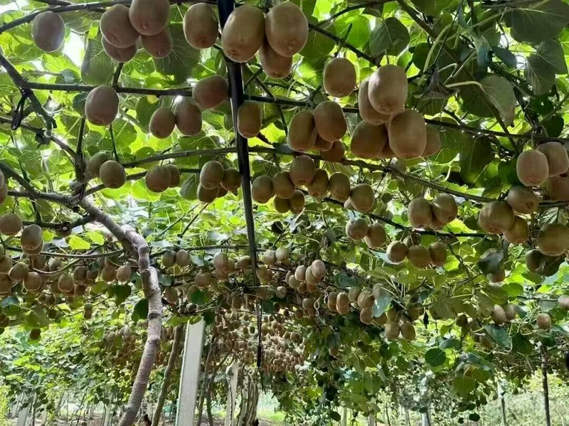 山东猕猴桃种植技术