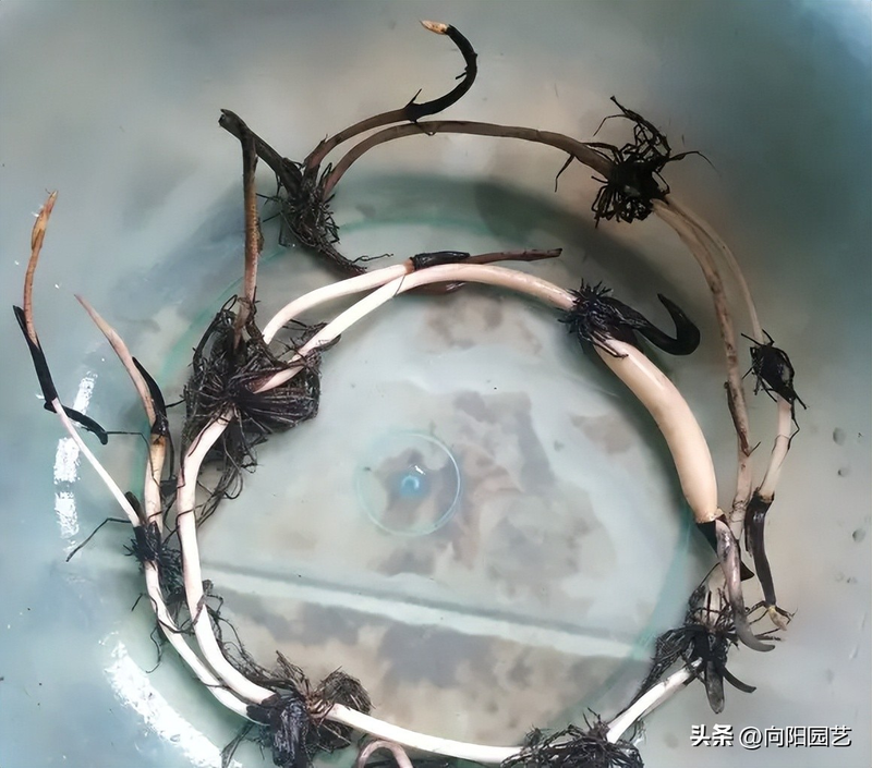 全程图解碗莲的种植方法