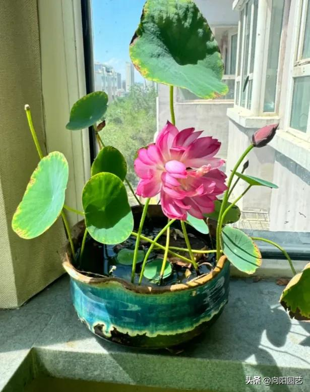 全程图解碗莲的种植方法