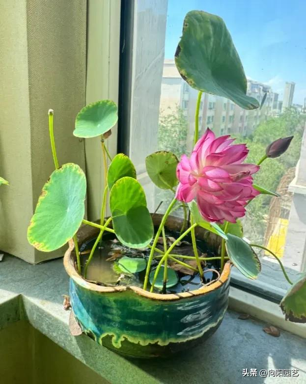 全程图解碗莲的种植方法