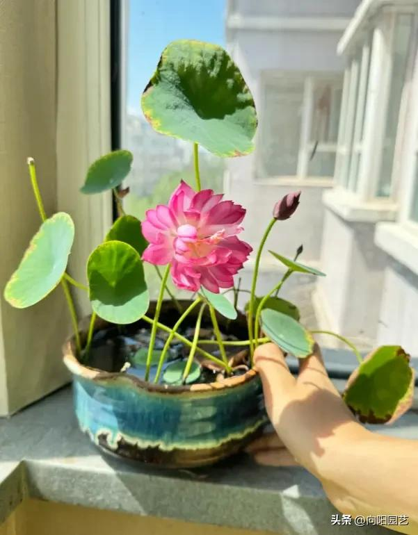 全程图解碗莲的种植方法