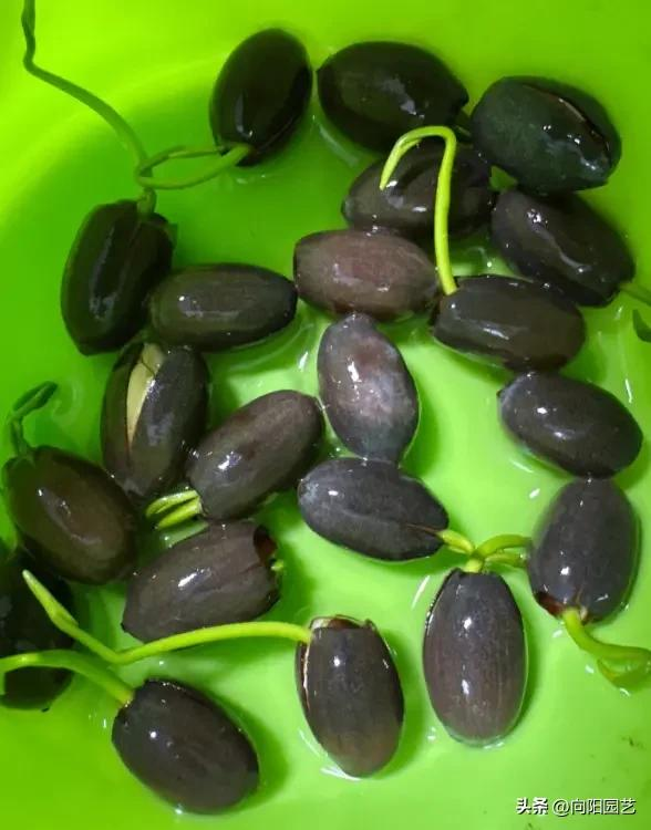 全程图解碗莲的种植方法