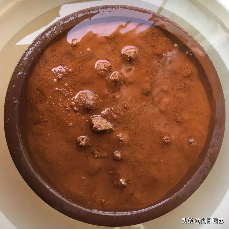 全程图解碗莲的种植方法