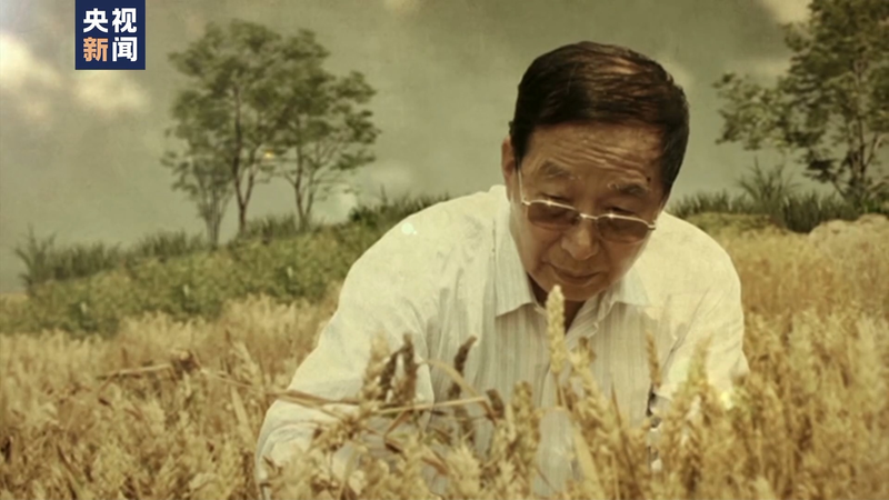 Wheat planting techniques