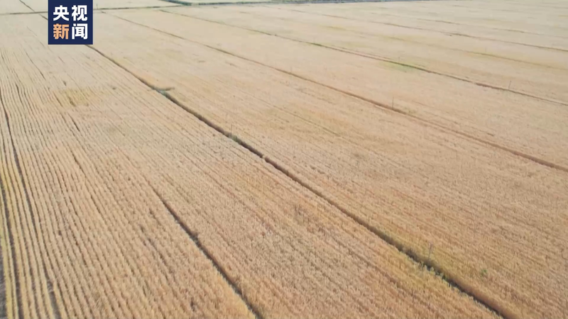 Wheat planting techniques