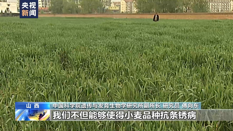 Wheat planting techniques