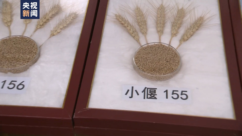 Wheat planting techniques