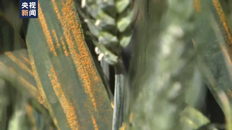 Wheat planting techniques
