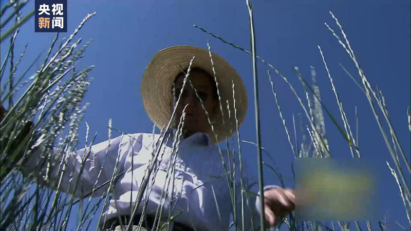 Wheat planting techniques