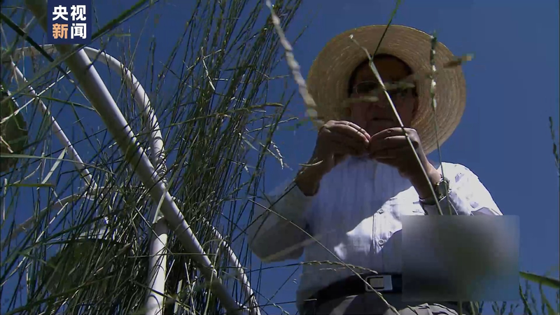 Wheat planting techniques
