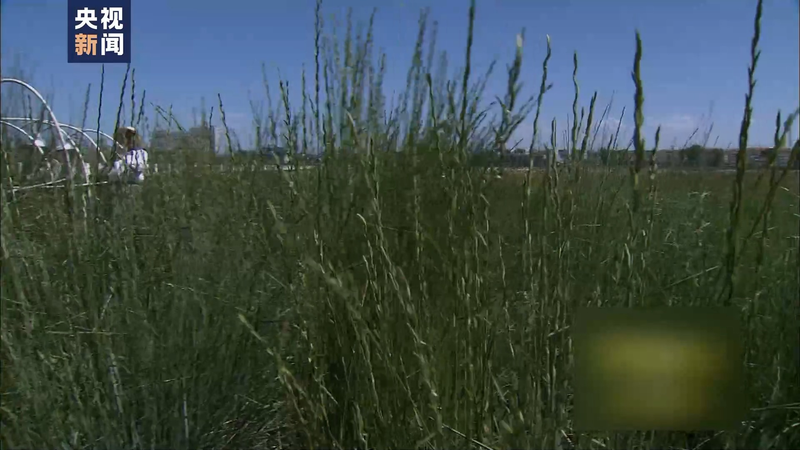 Wheat planting techniques