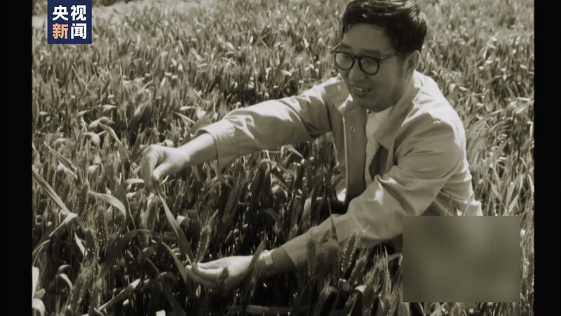 Wheat planting techniques