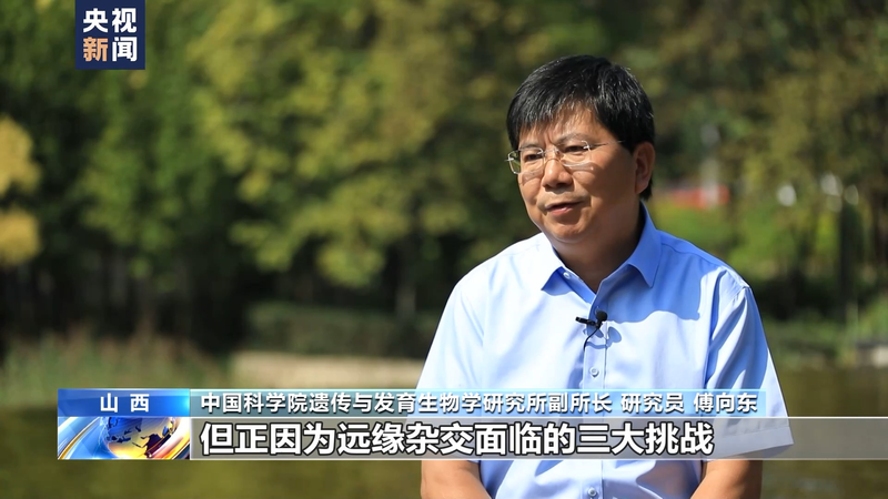 Wheat planting techniques