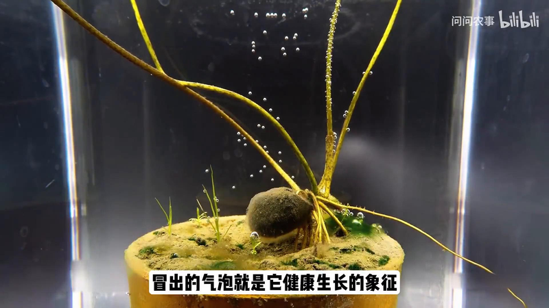 全程图解碗莲的种植方法
