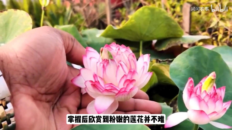全程图解碗莲的种植方法