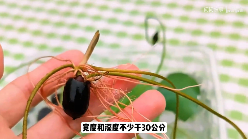 全程图解碗莲的种植方法