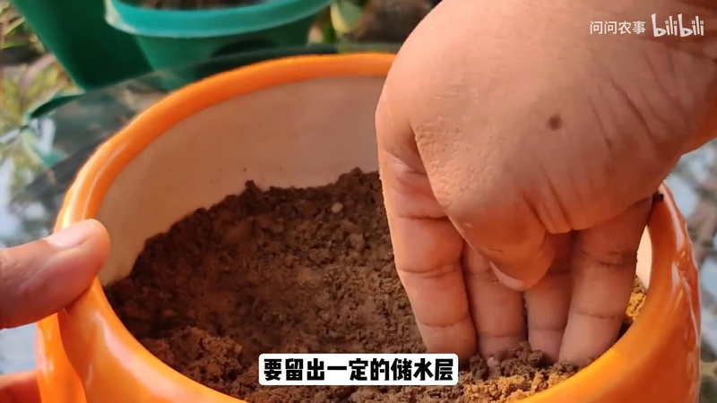 全程图解碗莲的种植方法