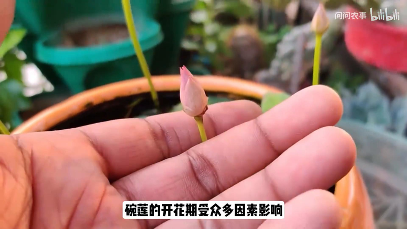 全程图解碗莲的种植方法