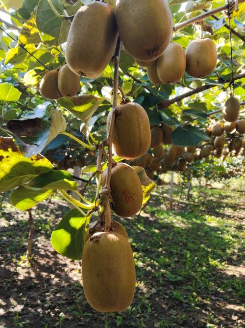 山东猕猴桃种植技术