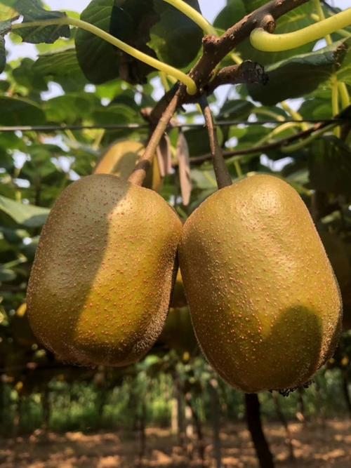 山东猕猴桃种植技术