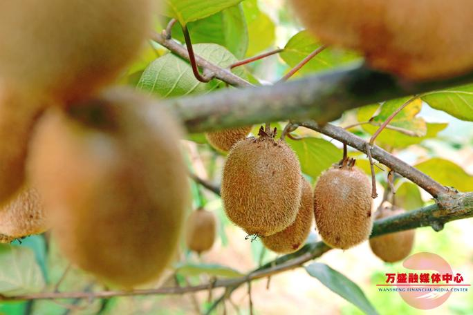 山东猕猴桃种植技术