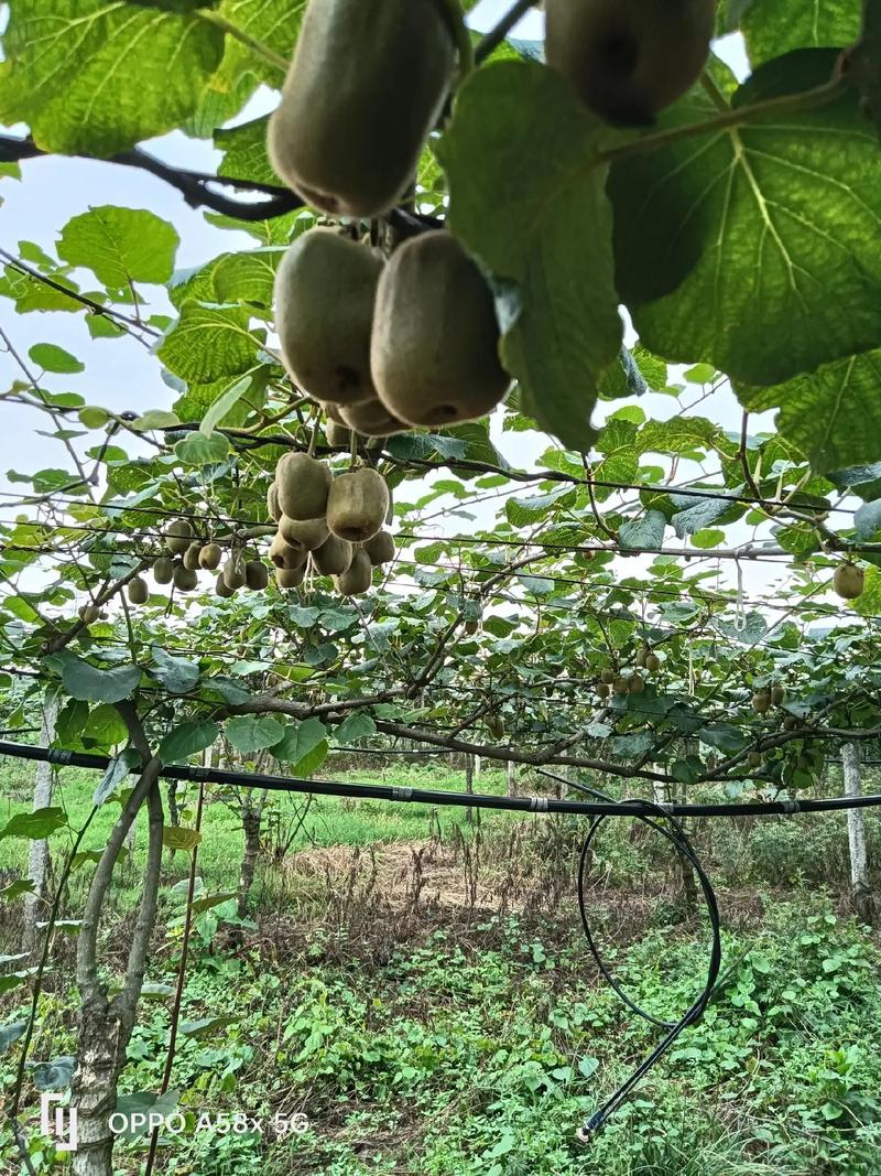 山东猕猴桃种植技术