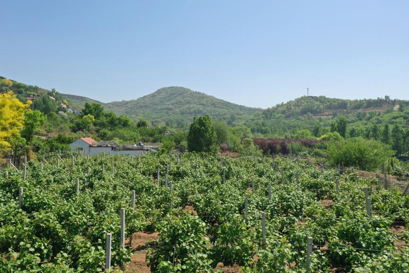 山东猕猴桃种植技术