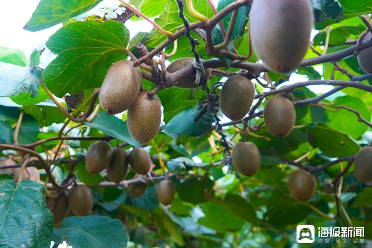 Shandong monkey farming technology