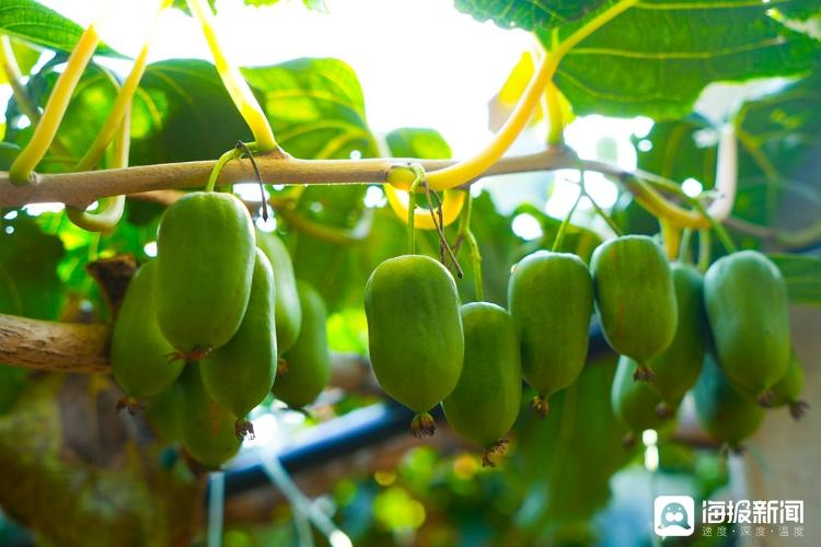 Shandong monkey farming technology