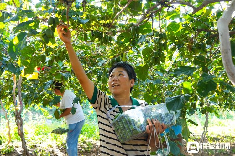 Shandong monkey farming technology