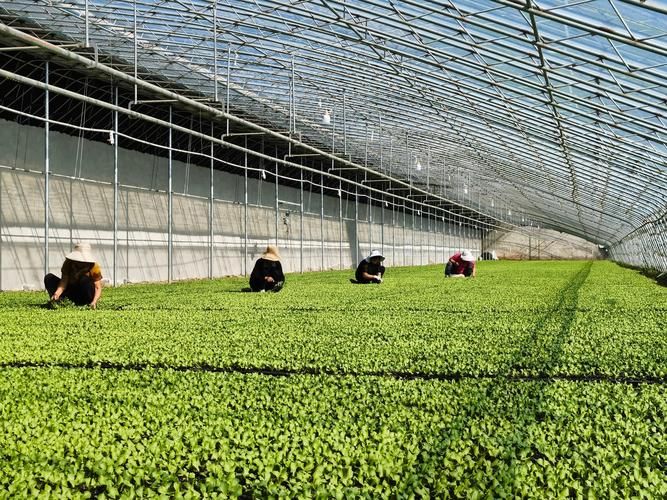 大棚尖椒种植技术