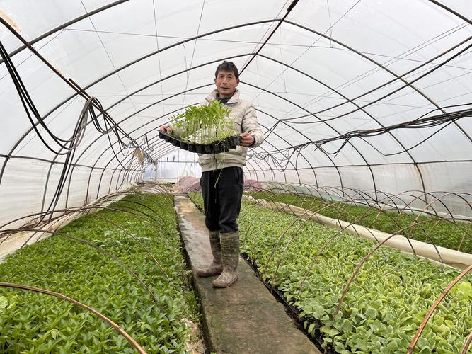 大棚尖椒种植技术