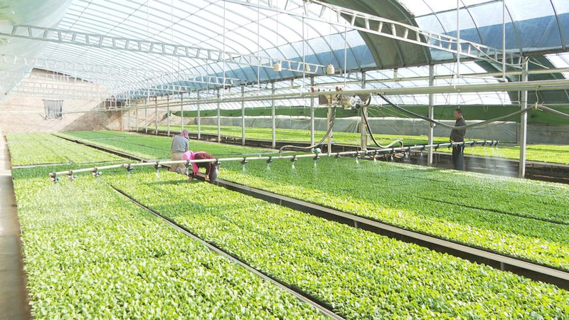 大棚尖椒种植技术