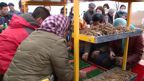 土党参的种植方法