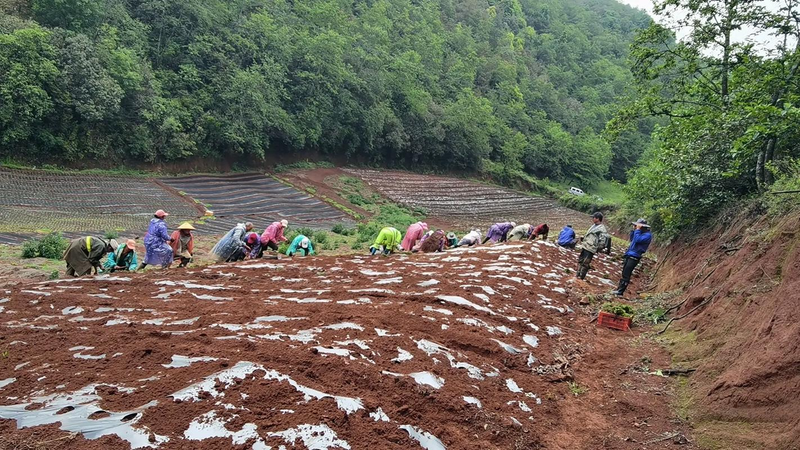 土党参的种植方法
