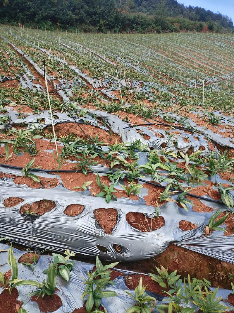 土党参的种植方法