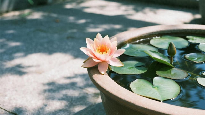 All the way to map the way the bowl is planted