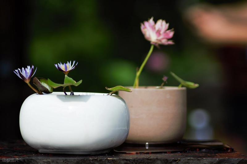 All the way to map the way the bowl is planted