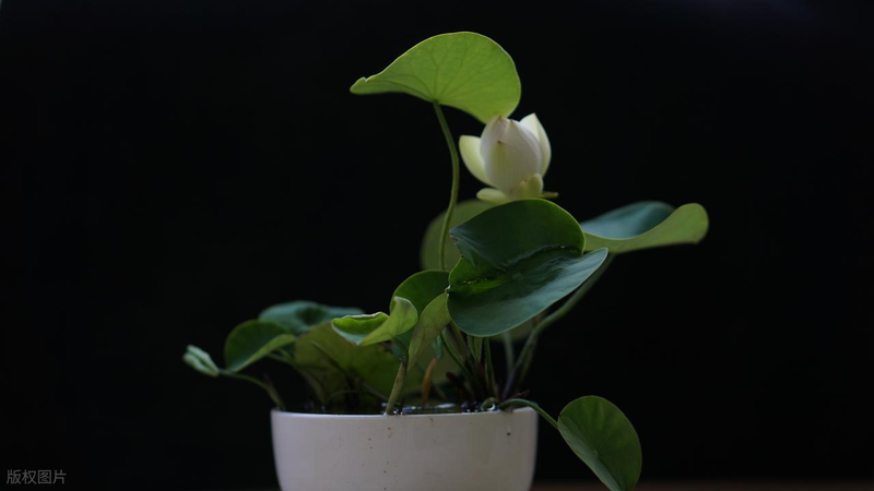 All the way to map the way the bowl is planted