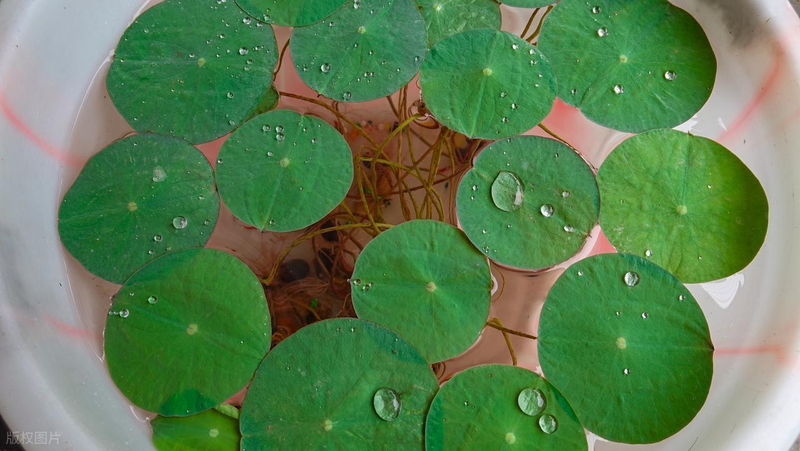 All the way to map the way the bowl is planted